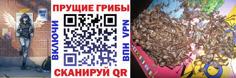 купить наркоту Весьегонск Галлюциногенные грибы ЛСД